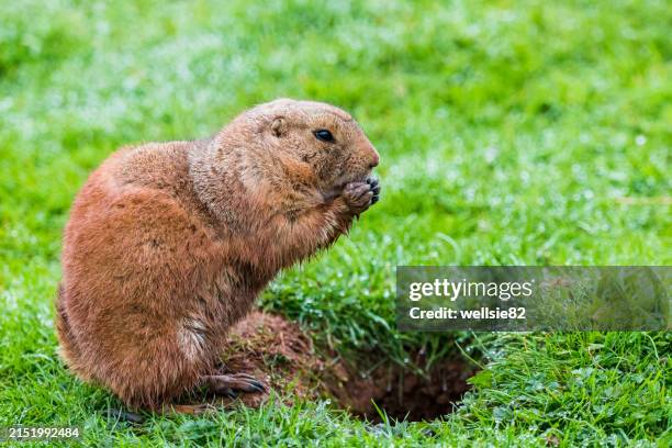 prairie marmot foraging - ground squirrel stock pictures, royalty-free photos & images