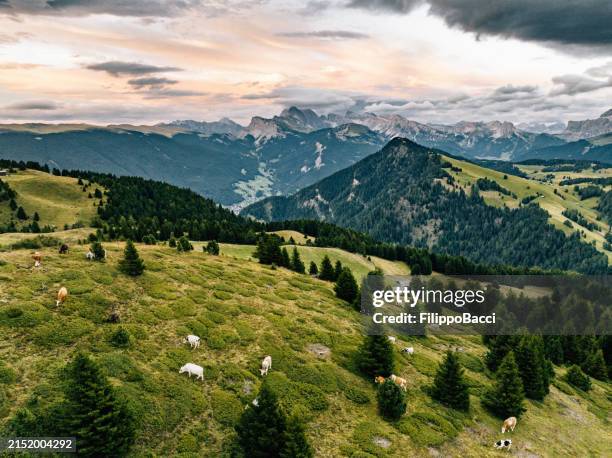 grazing cows on the seiser alm in italy - drone point of view cattle stock pictures, royalty-free photos & images