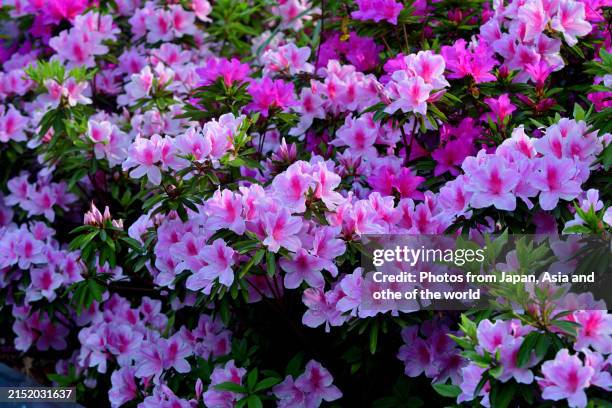 azalea flowers: beautiful shrub in full spring bloom - rhododendron stock pictures, royalty-free photos & images