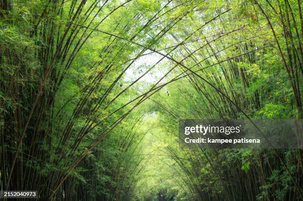 bamboo forest with a lot of trees and a lot of sunlight. wat chulabhorn wanaram, nakhon nayok, thailand. - bamboo leaf stock pictures, royalty-free photos & images