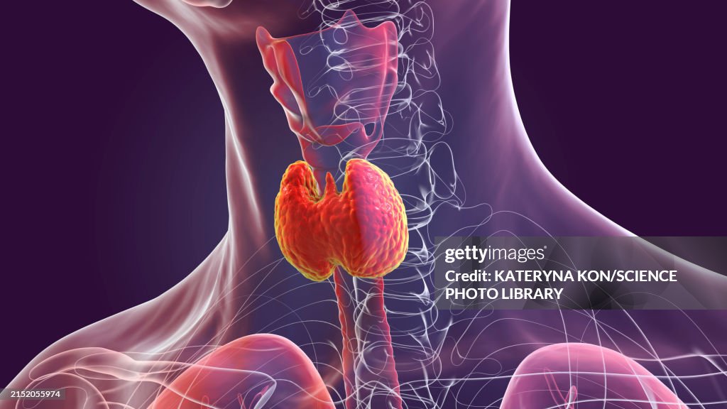 Healthy thyroid gland, 3D illustration