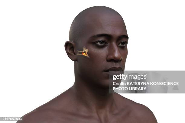 middle ear infection, 3d illustration - ear hole stock illustrations