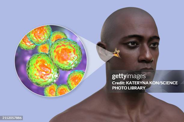 Microcus Ear 146 Micrococcus Stock Photos, High-Res Pictures, and Images - Getty Images