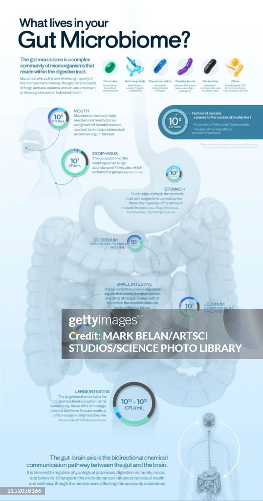 Gut microbiota, illustration