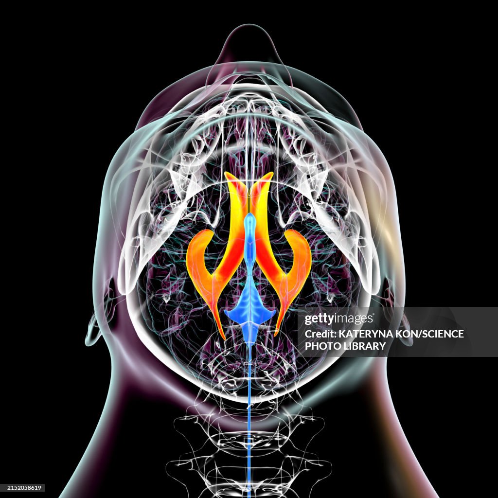Lateral brain ventricles, illustration
