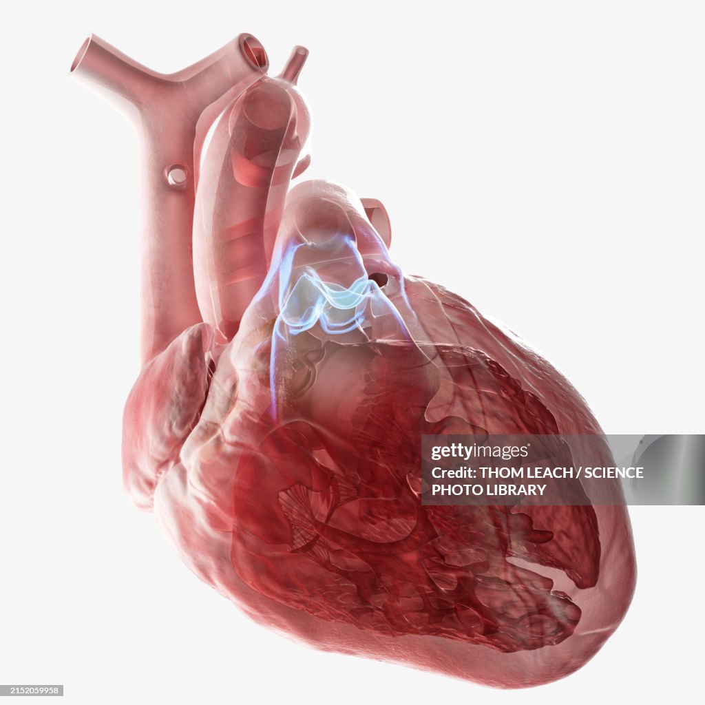 Human heart pulmonary valve, illustration