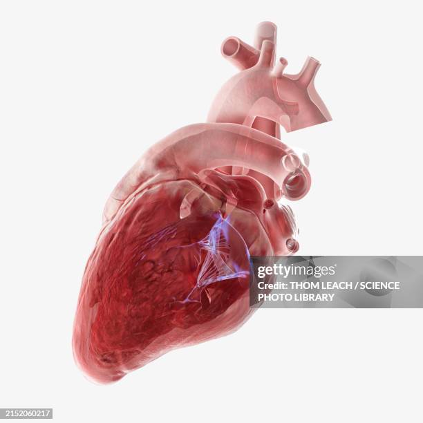 human heart mitral valve, illustration - mitral valve stock illustrations