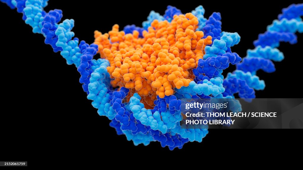 Histone proteins, illustration