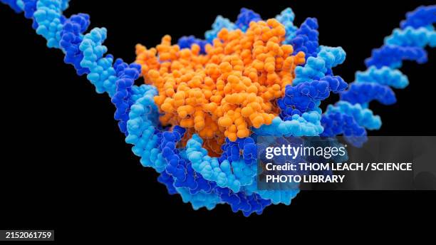 histone proteins, illustration - epigenetics stock illustrations