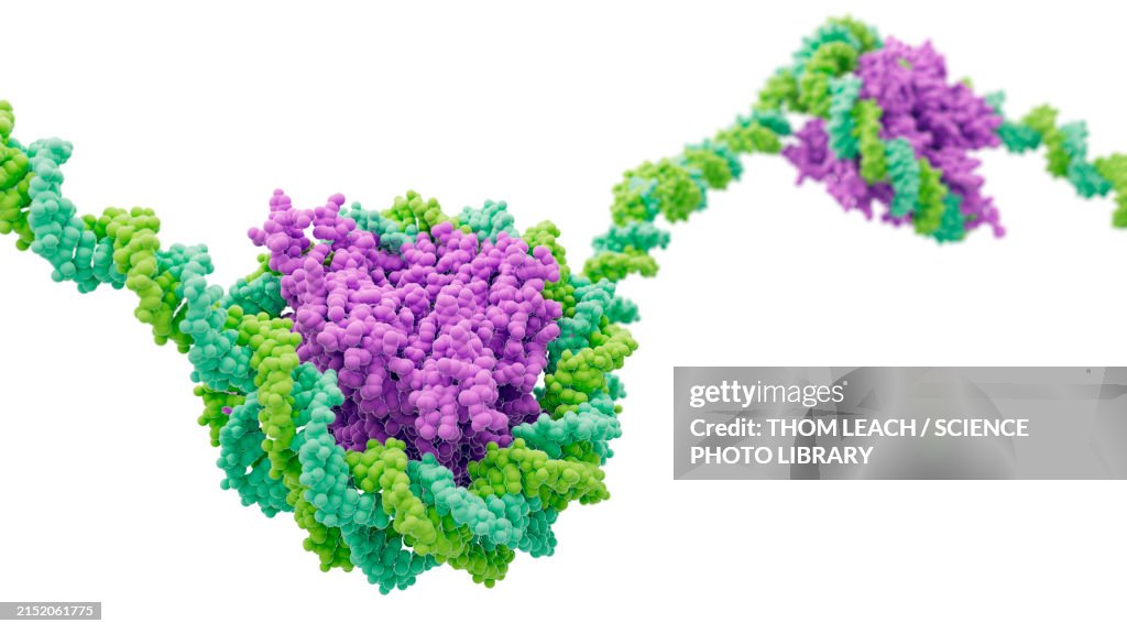 Nucleosome structure, illustration