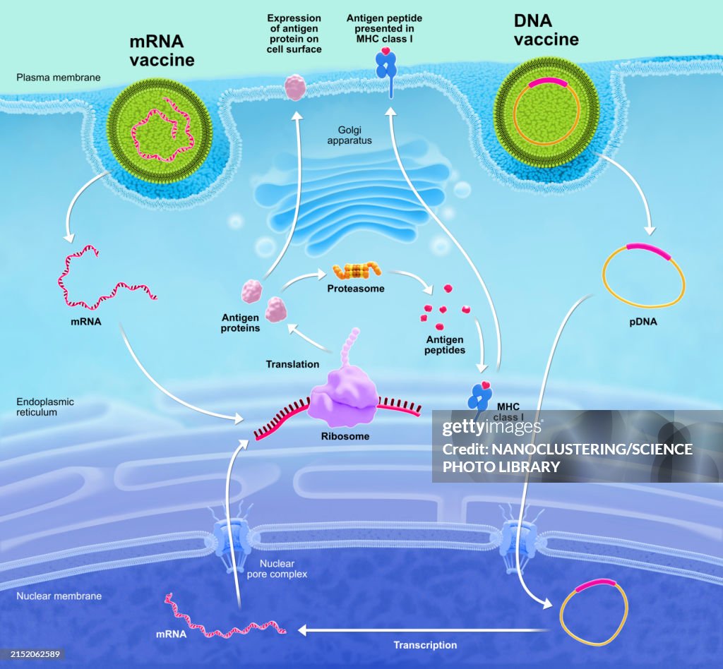Mrna Graphoc Dna And Mrna Vaccine Comparison Illustration High-Res Vector Graphic ...