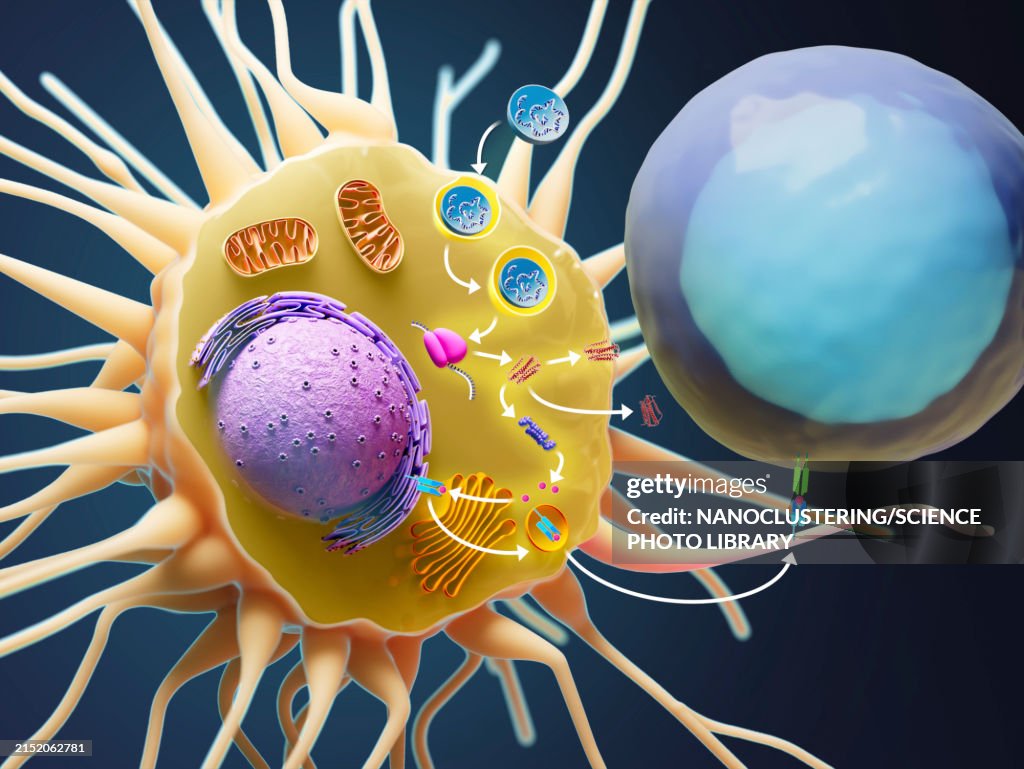 MRNA vaccine mechanism of action, illustration