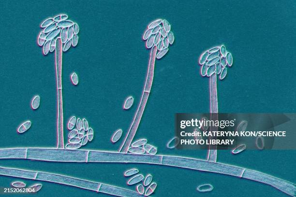 acremonium mould fungus, illustration - endangered species stock illustrations