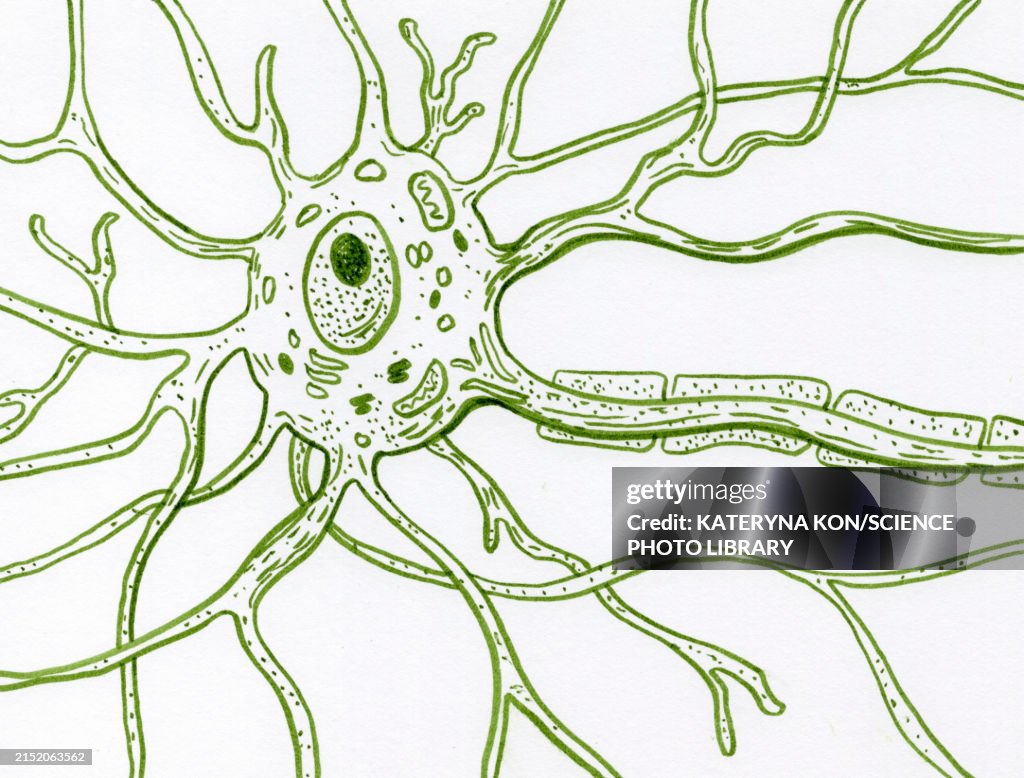 Motor neuron structure, illustration