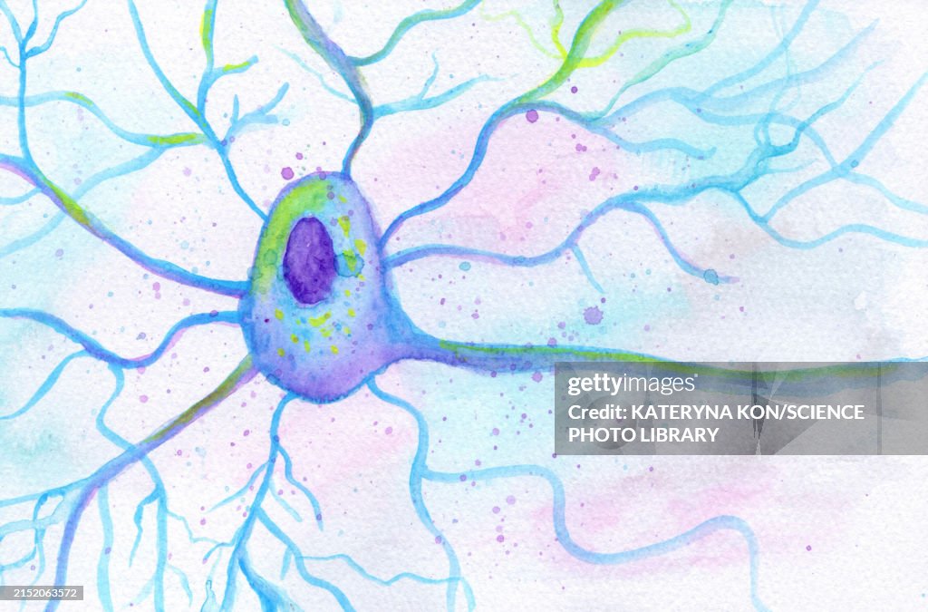 Neuron Structure Pattern Motor Neuron Structure Illustration High-Res Vector Graphic - Getty Images