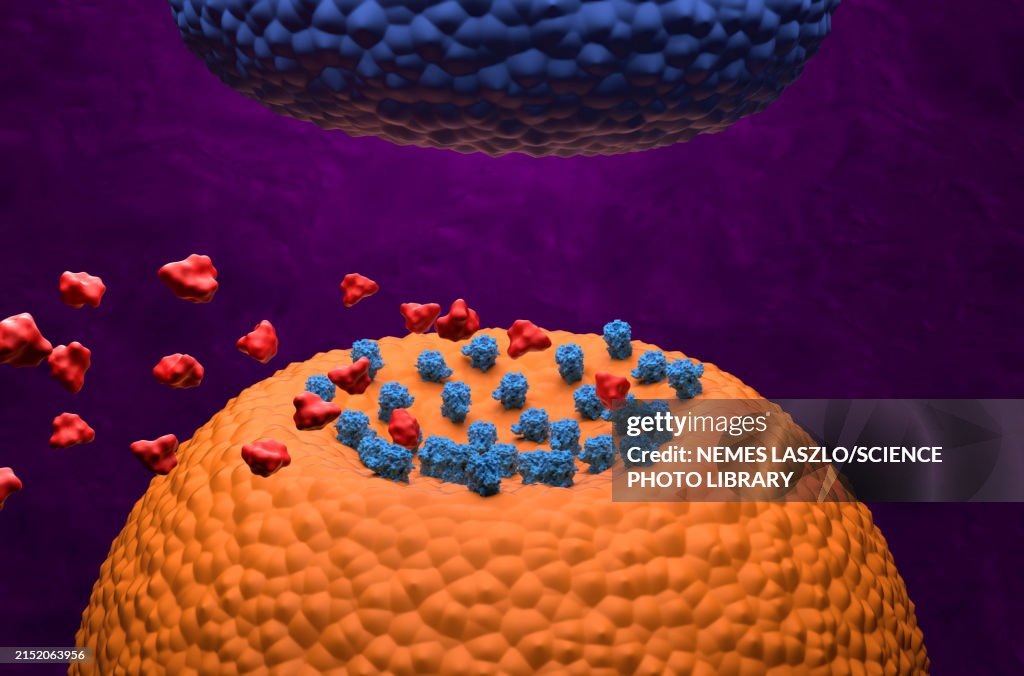 Opioid molecules and GABA receptors, illustration