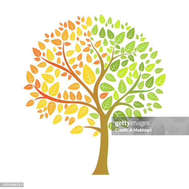 tree transformation from fall to spring. - spring trees stock illustrations