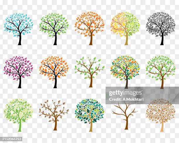 illustrazioni stock, clip art, cartoni animati e icone di tendenza di alberi fatti di foglie di diversi colori su sfondo trasparente. - albero deciduo