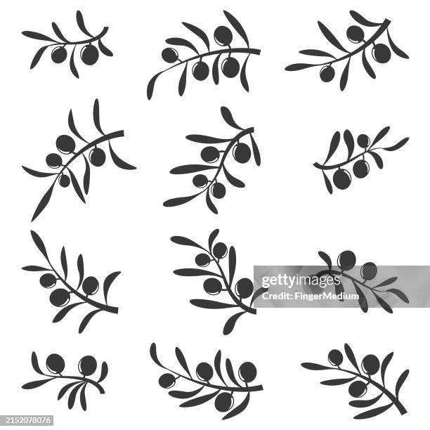 olive branch vector set - olive tree stock illustrations