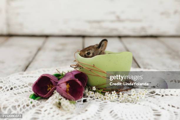 77 Linda Rabbitt Stock Photos, High-Res Pictures, and Images - Getty Images