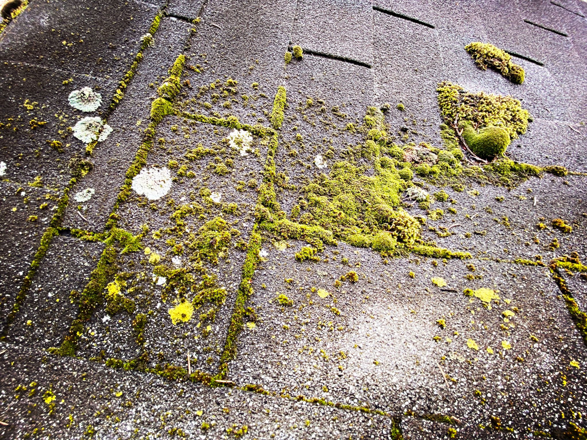 algae on roof