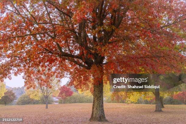 bright and surrounds in autumn - cultures stock pictures, royalty-free photos & images