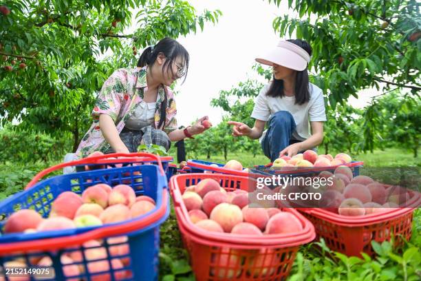 Citizens take their children to pick peach trees in Shangcun peach orchard in Yichun city, East China's Jiangxi province, May 12, 2024.