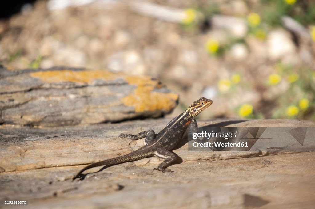 Namibia, Erongo, Namib rock agama (Agama planiceps)
