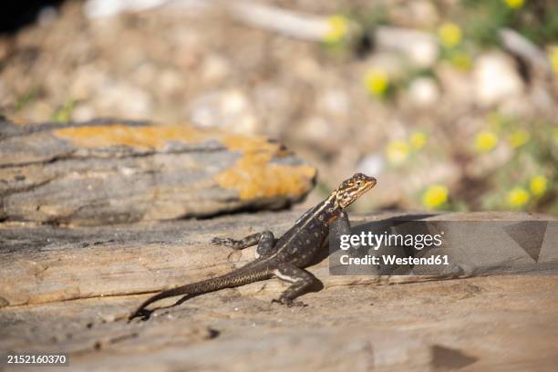 Namibia Erongo Namib Rock Agama , Stockfoto