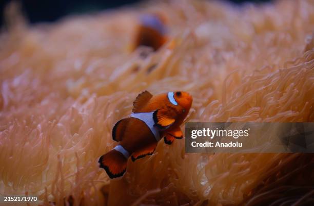 An Orange Clownfish and more than two thousand fish of some 250 species inhabit the an Aquarium, a space for education, conservation, and life...