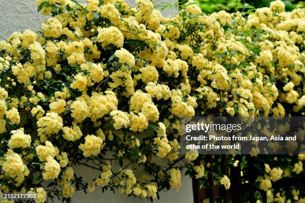 Sprawling Roses 517 Rose Arbor Stock Photos, High-Res Pictures, and Images - Getty Images