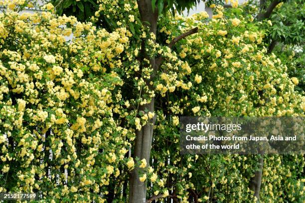 Sprawling Roses 181 Japanese Pergola Stock Photos, High-Res Pictures, and Images ...