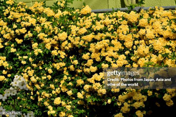 Sprawling Roses 181 Japanese Pergola Stock Photos, High-Res Pictures, and Images ...