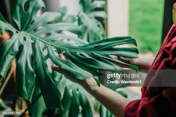 hands of woman touching monstera leaves at home - monstera foto e immagini stock