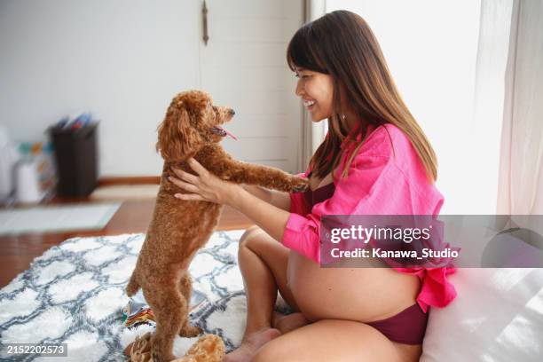 mature pregnant woman playing with her puppy - big hug stock pictures, royalty-free photos & images