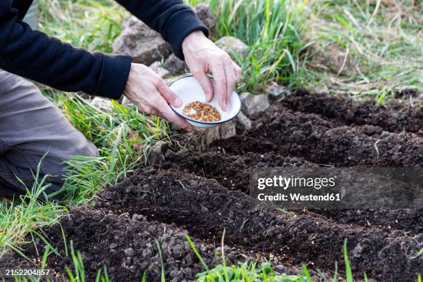 man holding bowl with parsnip seeds at garden - parsnip stock pictures, royalty-free photos & images