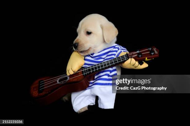 Puppy Using String 16,143 Strings Attached Stock Photos, High-Res Pictures, and Images ...