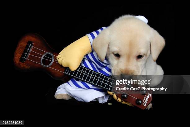 Puppy Using String 16,143 Strings Attached Stock Photos, High-Res Pictures, and Images ...