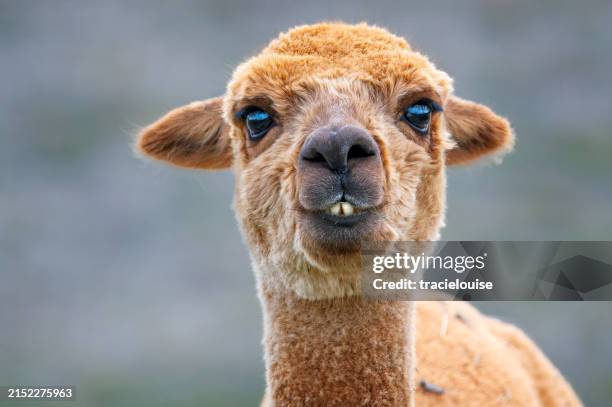 alpaca - alpaka stock-fotos und bilder