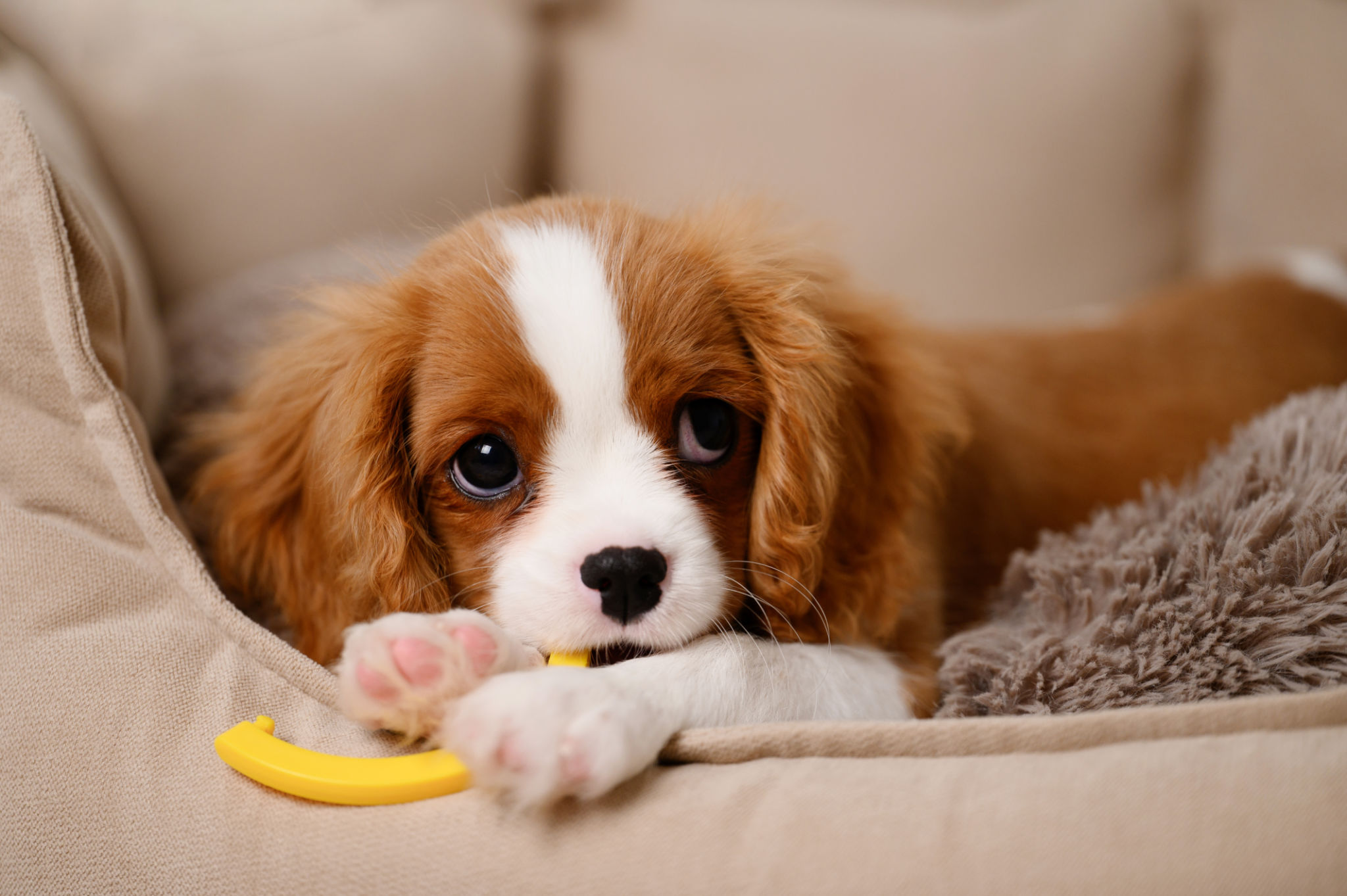 puppy toys