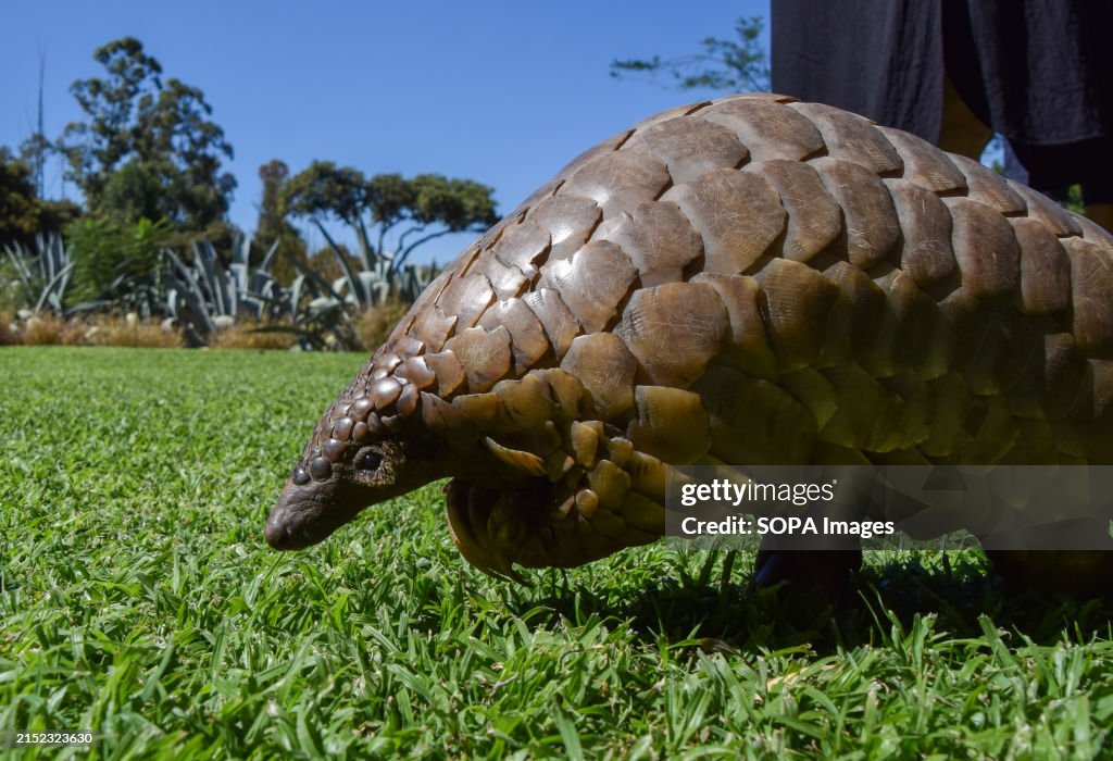 A Cape pangolin, also known as Temminck's pangolin (Latin:...