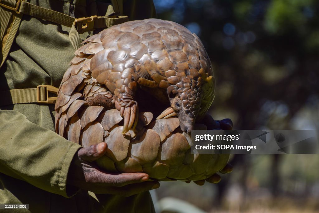 A Cape pangolin, also known as Temminck's pangolin (Latin:...