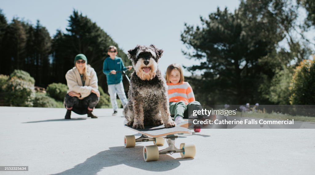 A family watches their clever little dog skateboard on concrete