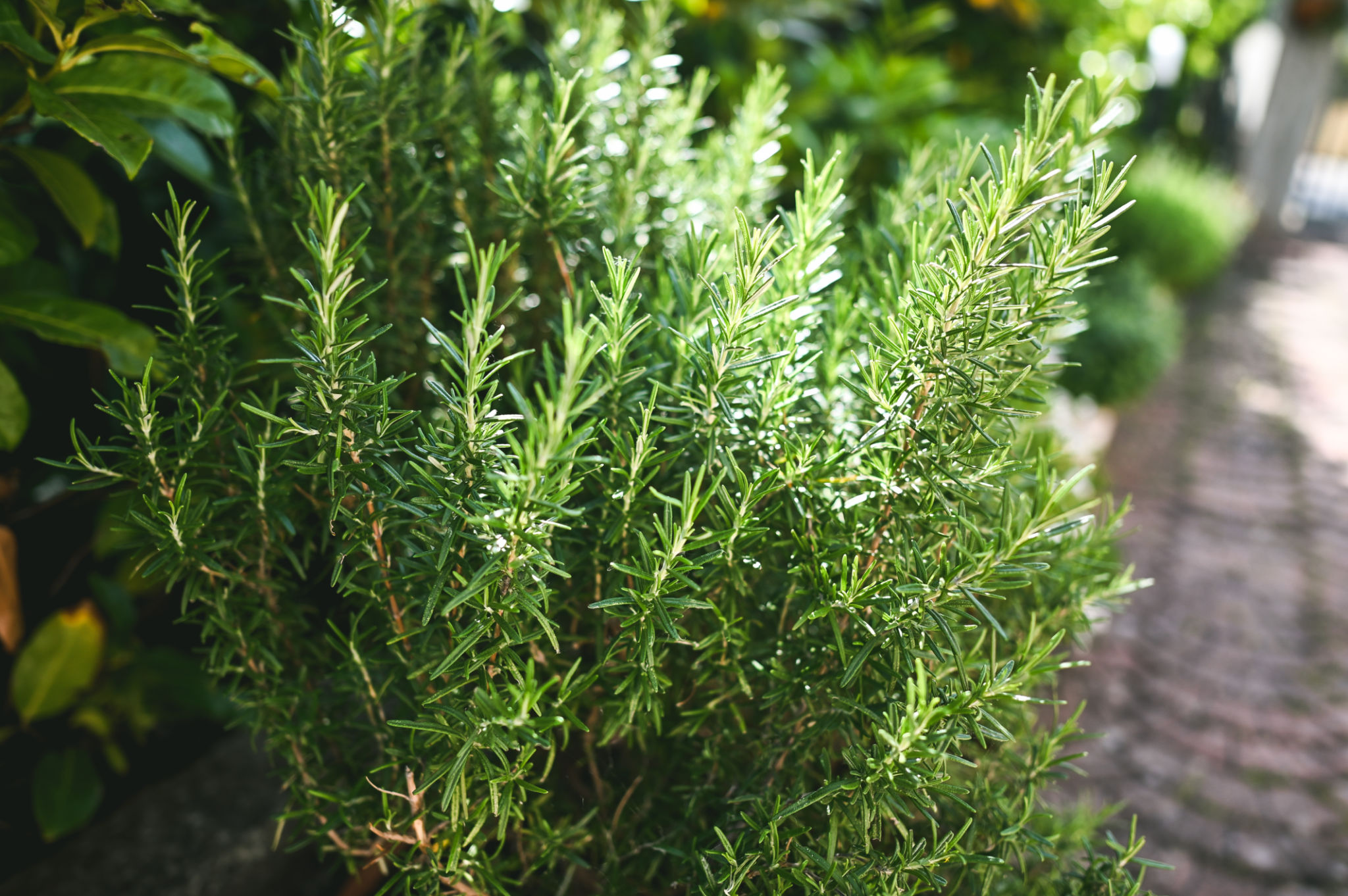 organic gardening
