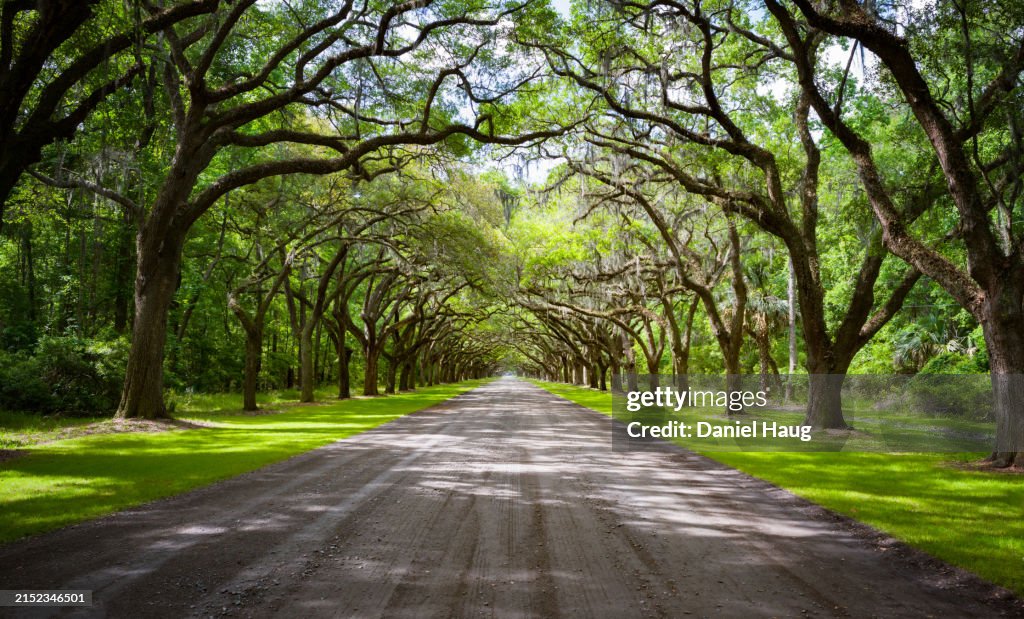 Plantation lane under the shade of live oaks and Spanish moss