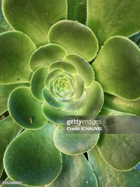 green plant france - inzoomen stockfoto's en -beelden