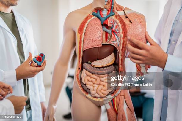 nahaufnahme von medizinstudenten mit anatomischem modell im klassenzimmer - verdauungstrakt stock-fotos und bilder