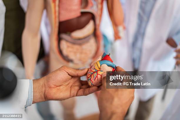 close-up of medical professor holding heart model during anatomy class at university - anatomical model stock pictures, royalty-free photos & images