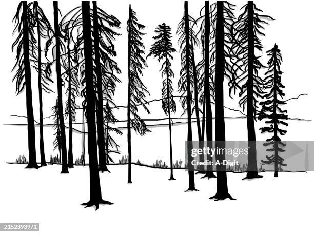 forest floor spruce trees sketch - forest floor stock illustrations