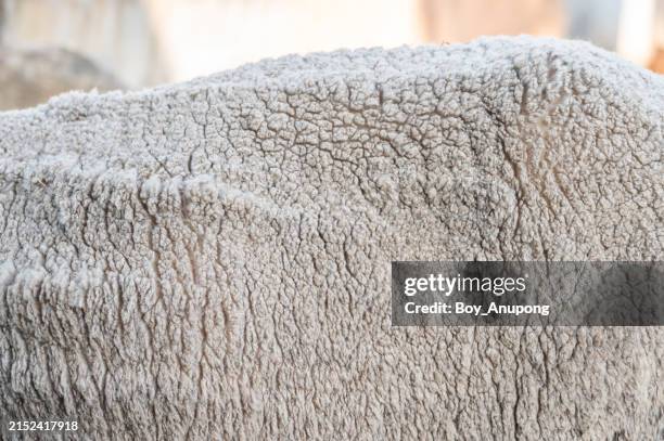 Sheep Texture Guide 126 Sheep Skin Texture Stock Photos, High-Res Pictures, and Images ...